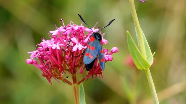 The Six-spot Burnet, Zygaena filipendulae moth feeding from  a Common Valerian flower in summer.