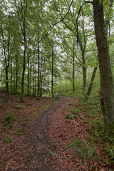 Lövskog.