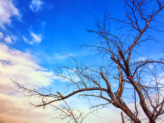 Tree Branches on Blue Sky