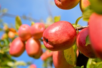 Red fresh apple on the tree