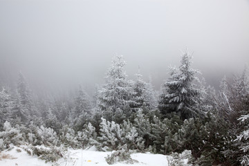 winter landscape with snowy fir trees in the mountains
