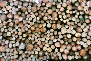 fût d'épicéas entassés 