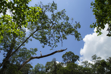 The blue sky and the white cloud are comfortable with the green foliage.