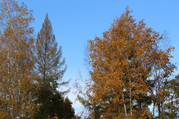 autumn, foliage, multicolored, yellow, green, sky, trees, leaf fall, golden, plant, nature, beauty in nature, forest, park, season, landscape, landscape, tree, birch, larch,