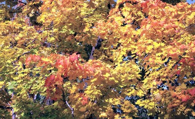 клён осенний