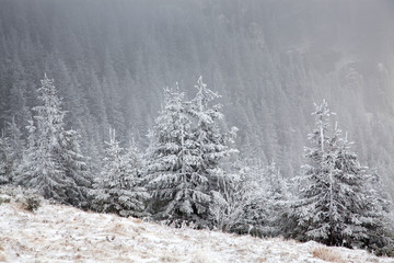 winter landscape with snowy fir trees in the mountains