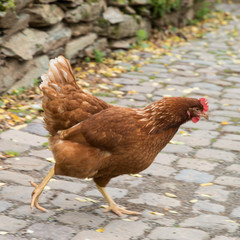 huhn geht auf einer kopfsteinpflasterstrasse