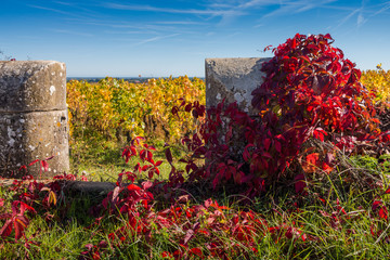 campagne viticole en automne