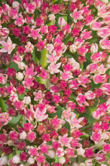 Background of pink Sedum Telephium