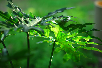 Fototapeta na wymiar Philodendron