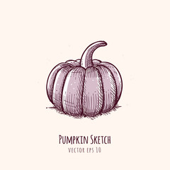 Pencil sketch of the autumn pumpkin vector illustration