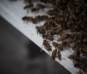 Honey Bees