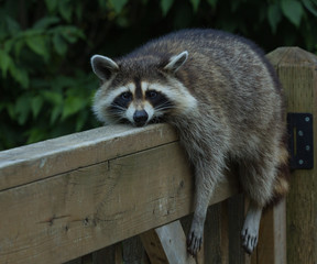 Young raccoon resting on deck railing on a very hot day, looking into the  camera lens..