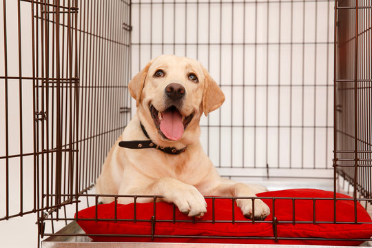 Lab hotsell dog cage