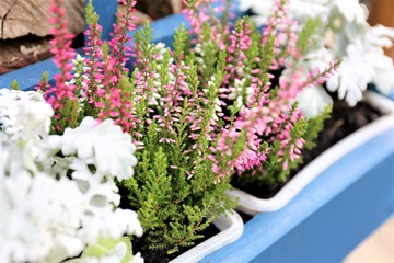An image of some autumn flowers