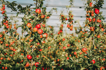 Ripe Apples in Orchard ready for harvesting, intensive agriculture