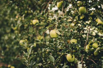 Ripe Apples in Orchard ready for harvesting, intensive agriculture