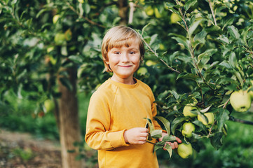 Kid boy playing in apple orchard, wearing yellow sweatshirt