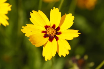 Mädchenauge Sorte Sterntaler gelbe  Blume
