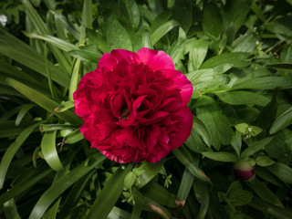 Obraz premium red Peony bloom