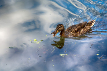 Naklejka premium Female mallard duck (anas platyrhynchos)