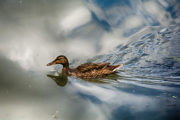Naklejka premium Female mallard duck (anas platyrhynchos)