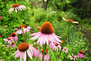 Colorful Purple Coneflowers, Echinacea Flowers in the bee friendly garden flower bed.