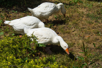 Naklejka premium Flock of free range geese
