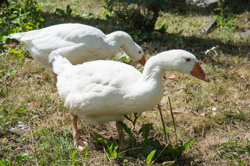 Naklejka premium Flock of free range geese