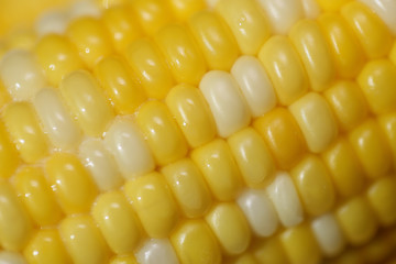 Hot buttered ear of corn close up, diagonal lines