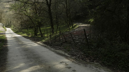 Camino bosque
