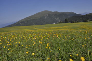 Blumenwiese mit Hahnenfuß (Ranunculus arvensis) 