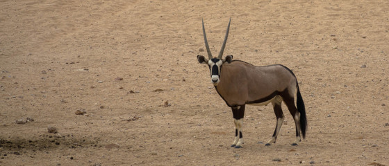 Oryx in der Wüste Namibia