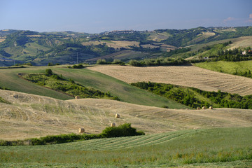 Fototapeta premium Landscape in Romagna at summer: fields