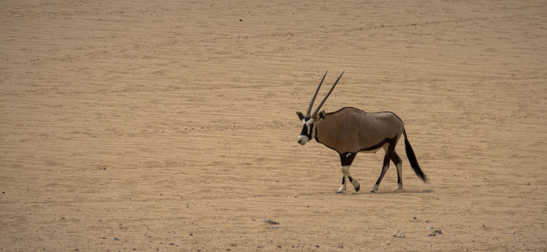 Oryx in der Namib-W&uuml;ste, Namibia