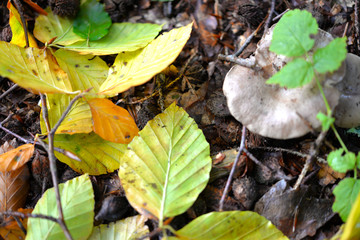 Waldboden im Herbst mit gelben Buchen Blättern

