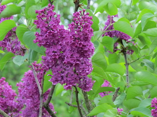 Remember the smell of Lilacs! (The Vast Russia! Sergey, Bryansk.)