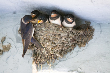 Birds and animals in wildlife. The swallow feeds the baby birds nesting - obrazy, fototapety, plakaty