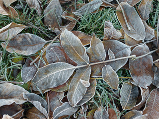 frozen leaves on the ground