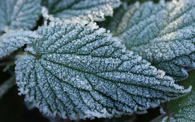 frozen nettle leaves
