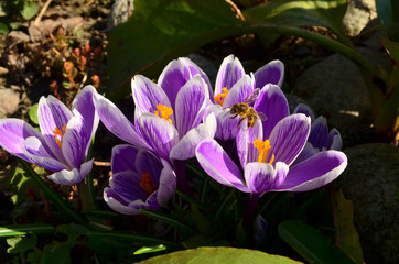 Pszczoła miodna - bee © ChemiQ