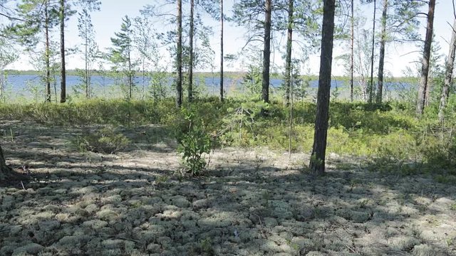 The wind is waving vegetation on the shore lake