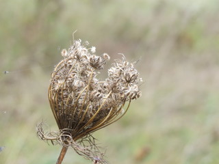 And these colors have fans..Weed. Autumn. (The Vast Russia! Sergey, Bryansk.)