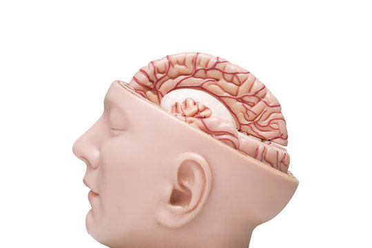 Human brain model isolated on the white background