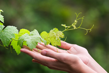Naklejka na ściany i meble woman hands holding grape leaf from the plant.