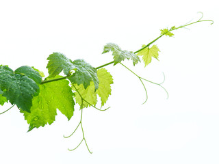 Grape leaves with dew drop after rain isolated on white