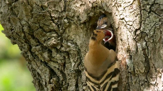 Eurasian hoopoe (Upupa epops) nesting