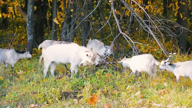 Goats scratch their horns, use dry branches.