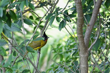 A cute black-crested bulbul bird (Pycnonotus flaviventris), perching on tree branch with green leaves and looking for food in Khao Yai national park, Thailand. 