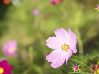 コスモス